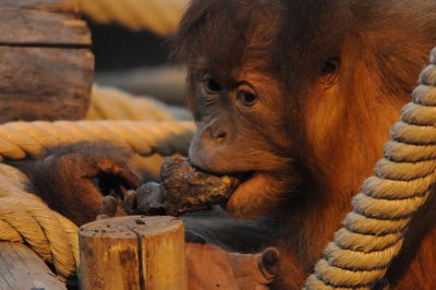 Comment ça marche _4299207202_l.jpg